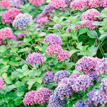 Отель Tinakilly 4*