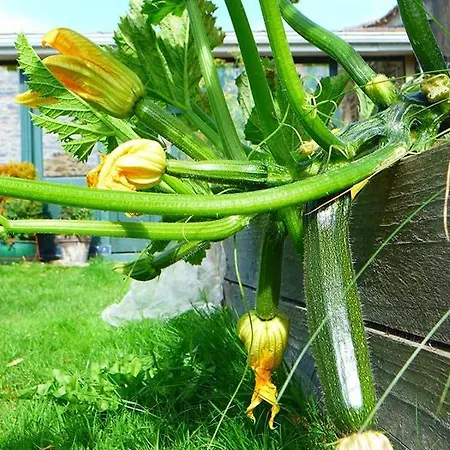 Tinakilly 4* Rathnew